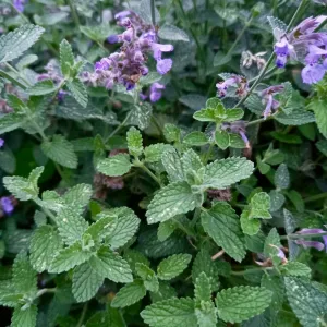 Catmint - NEPETA x faassenii 'Walkers Low'